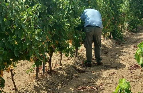 Agriturismo Il Melograno - Foto 25