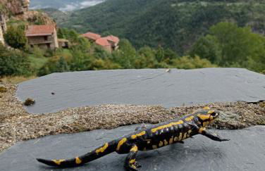 Cal Ferrer del Querforadat - Photo 47