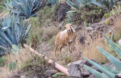 Casa Alicia Apartment 1 - Foto 43