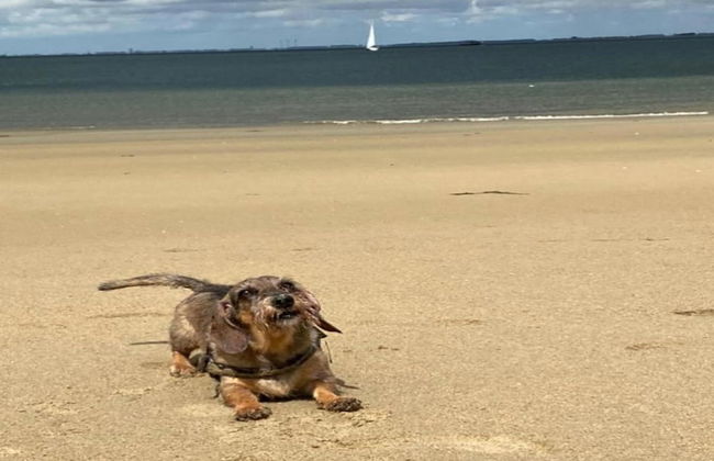 Villa Oesterdam Comfort Extra 8 Persons - Foto 22