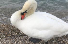 Le Ortensie Lago di Garda - Foto 69