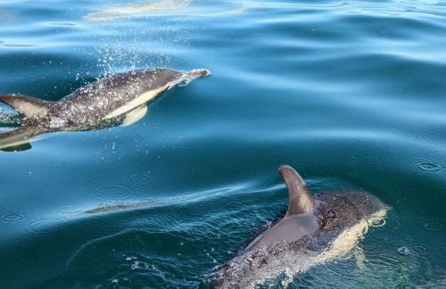 Vila Vistazul - Foto 35