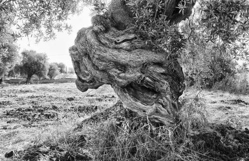 LA TERRAZZA DI PUGLIA - Foto 49