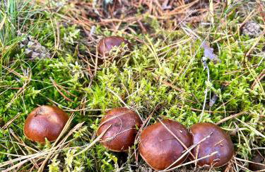Raj na Kaszubach - Pałubicka Bór - Domy na Wynajem - Foto 51