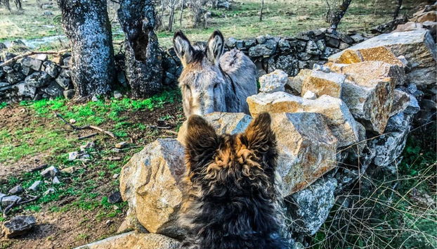 Tour in Alpedrete - Foto 3