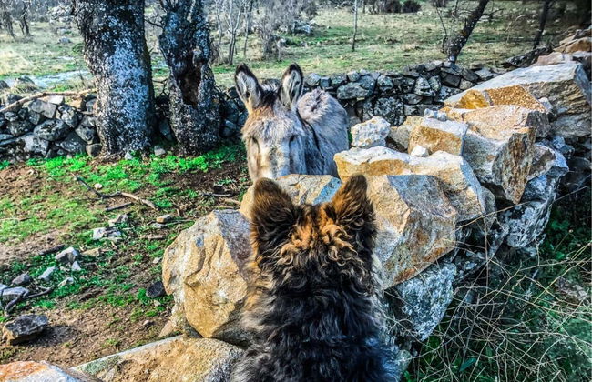 Tour in Alpedrete - Foto 3
