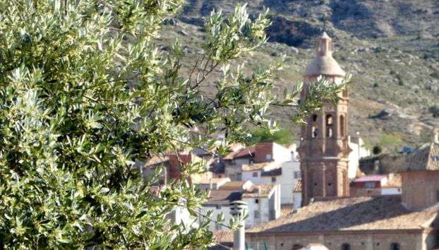 Visit an authentic olive grove in Oliete