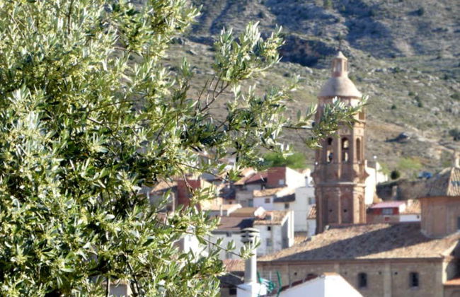 Visite d'une oliveraie et d'un moulin à huile + Dégustation d'huile d'olive et de légumes marinés - Photo 4