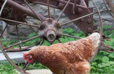 Strongate Cottage Rural Retreat - near Bridport & Jurassic Coastline - Photo 27