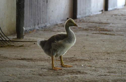 Società Agricola La Staccionata - Foto 44