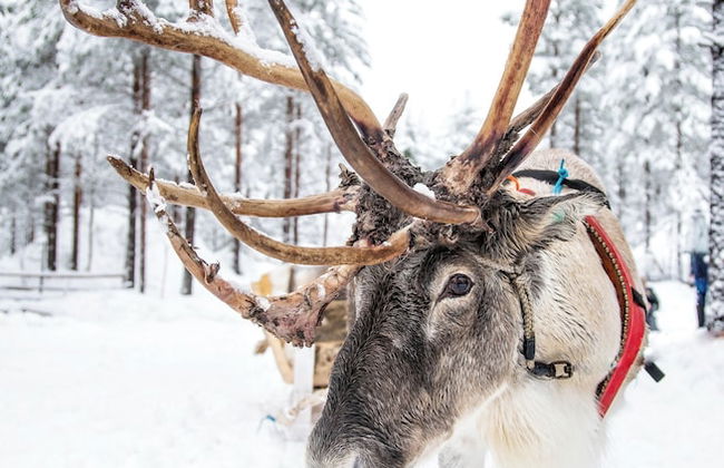 The Elegant Haistila - Foto 63