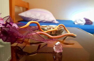 Bicho House - Foto 27