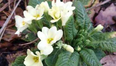 Rural Apartment Carolina - Foto 3