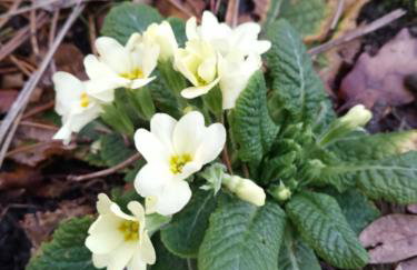 Rural Apartment Carolina - Foto 3