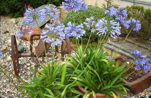 Ferienhaus Harzvorland - Foto 18