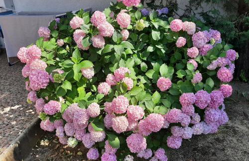 Apartman Vito - Foto 23