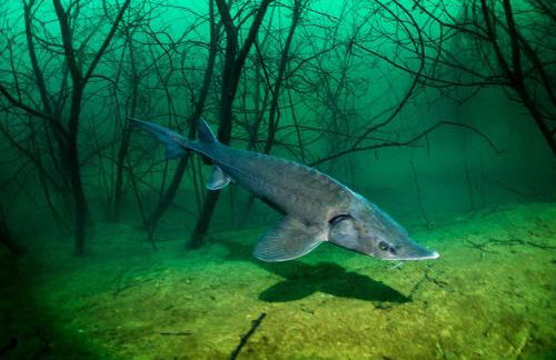 "Altes Stellwerk Frose" am Froser See - Foto 15