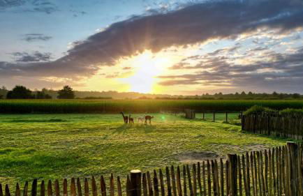 Ferienwohnung Alpakablick - inklusive Alpaka Meet & Greet an bestimmten Terminen - Foto 5
