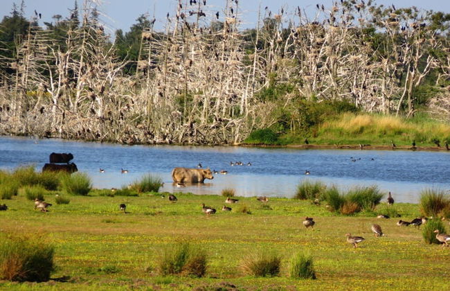 Strandperle Comfortable Holiday Residence - Foto 12