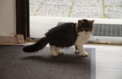 Bocksleitnerhof - Foto 66