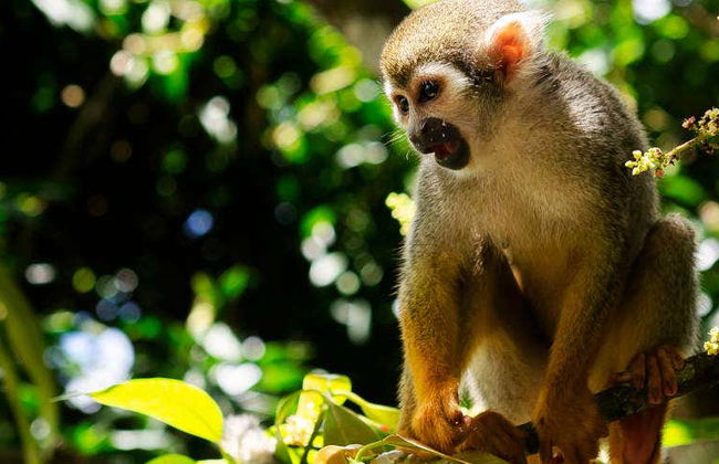 Monkeyland Trip - Photo 1