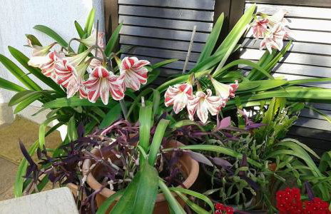 Apartmani Tijano - Photo 5