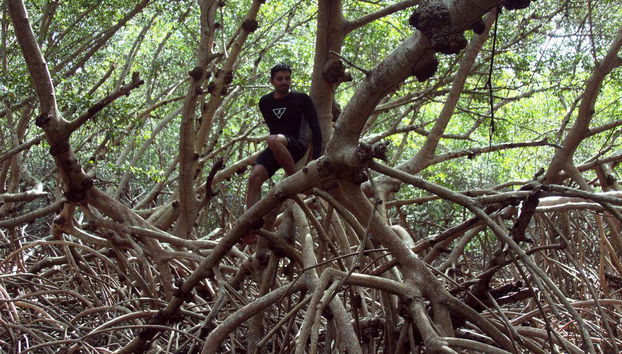 Mangrovie di Los Petenes