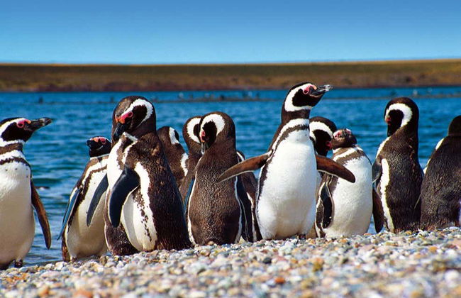 Punta Tombo Trip + Dolphin Spotting - Photo 2