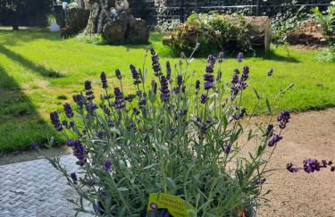 Ferienhaus Max mit Sauna - Photo 34