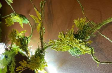 Serengeti Safari Room - Foto 58