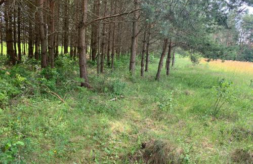 Domek wypoczynkowy Letnisko Sosenkowo - Foto 46