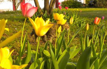 Agriturismo Il Magicorto - Photo 14