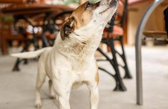 Agroturystyka Gajówka Pilica - Foto 30