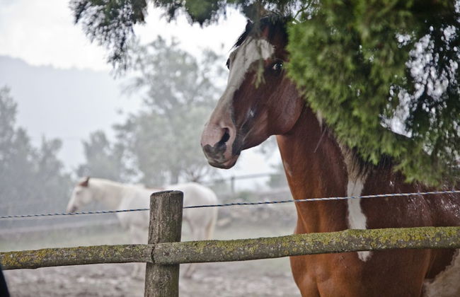 Montelucci Country Resort & Agriturismo di Charme - Foto 30