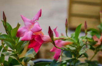 Casa Piedra Picuda 2 - Foto 33