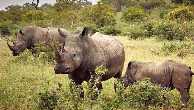 Excursión al santuario de rinocerontes Ziwa - Foto 2, Recorriendo el santuario de rinocerontes