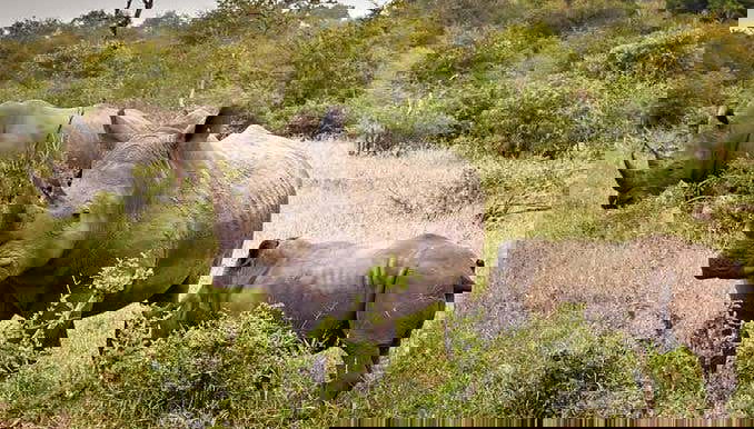 Recorriendo el santuario de rinocerontes