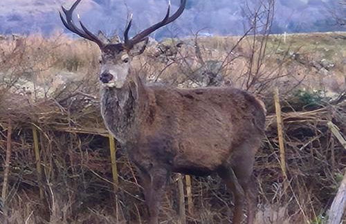 "Balmoral View" - Foto 8