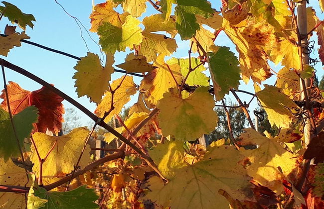 B&B VillaGaia - Foto 41