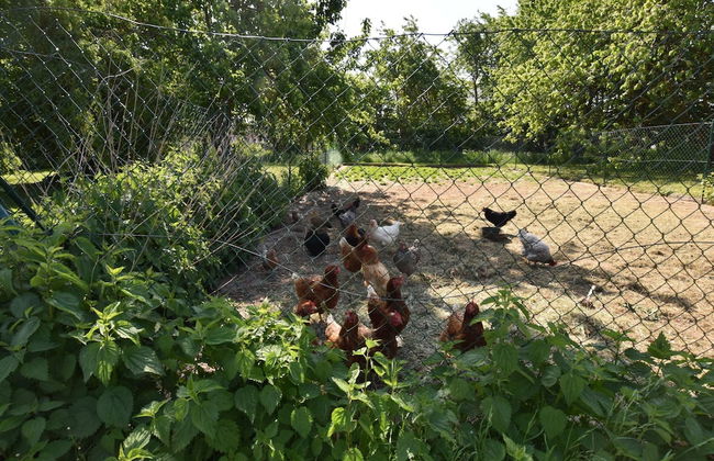 Ferienhaus vor den Toren der Insel Poel - Foto 27