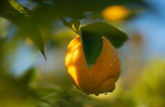 Quinta do Mirante - Foto 66