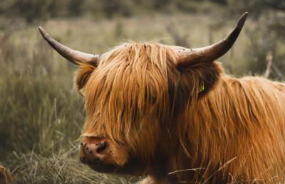 Islas Cottage, a home in the Heart of Speyside - Foto 38