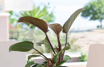 La Casa Rosa Seaside Getaway - Foto 13