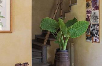 Casale Pomodoro - Foto 46