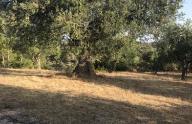 Mountain House near Pyrgos Ilias - Photo 13