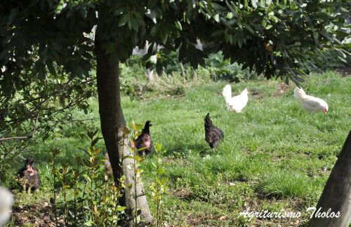 Agriturismo Tholos - Photo 45