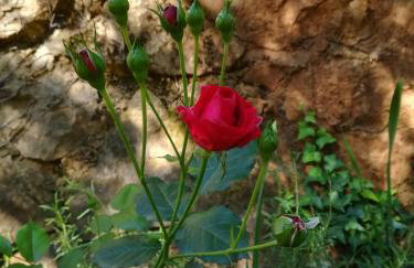 Apartments Seka - Foto 17