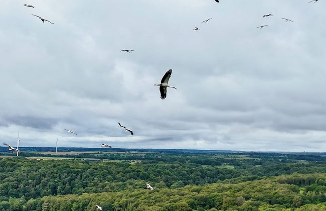 la maison dans les bois - Foto 1