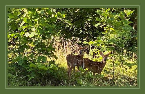 Luxurious Estate by Brown County 40 private acres - Foto 34