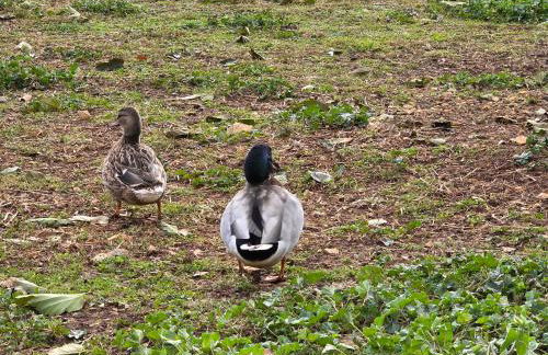 Nid du merle avec sauna et jacuzzi privatif - Foto 48